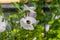 Bumblebee visiting a white poppy flower..