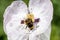 Bumblebee visiting a white poppy flower..