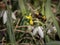 A bumblebee visiting a yellow flower in spring