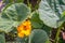 Bumblebee visits yellow-flowering pumpkin plant