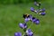 Bumblebee which is a member of the genus Bombus, part of Apidae on Blue false indigo flower.