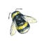 Bumblebee on a white background. Watercolor drawing. Insects art. Handwork. Seamless pattern