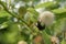 Bumblebee on White Buttonbush Bloom