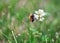 Bumblebee on the white clover trefoil flower