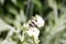 Bumblebee on a white flower, waving