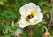 Bumblebee on a white rose hip flower