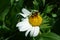 Bumblebee, White Wyethia