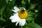 Bumblebee, White Wyethia