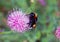 Bumblebee on wild flower