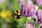 Bumblebee on Wild Purple Flower
