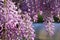 Bumblebee on Wisteria Flowers