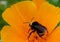 A Bumblebee on a yellow California poppy flower.