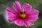 Bumblebee on yellow center of bright pink cosmos - Bombus