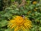 A bumblebee is on a yellow dandelion (Dandelion) flower and collects pollen and nectar