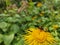 A bumblebee is on a yellow dandelion (Dandelion) flower and collects pollen and nectar