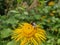 A bumblebee is on a yellow dandelion (Dandelion) flower and collects pollen and nectar