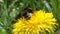Bumblebee on yellow dandelion flower