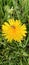 A bumblebee is on a yellow dandelion (Taraxacum) flower and collects pollen and nectar