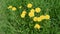 Bumblebee on yellow dandelions