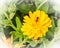 Bumblebee yellow flower