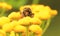 Bumblebee on yellow flower