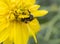 Bumblebee on a yellow flower from below