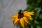 bumblebee on yellow flower, Hummel auf gelber Blume