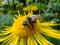 Bumblebee on yellow flower. Macro photo.