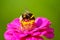 Bumblebee On Zinnia Flower