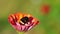 Bumblebee on the Zinnia Flower