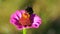 Bumblebee on the Zinnia Flower