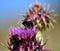 Bumblebees on artichoke flower, onopordum carduelium