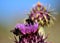 Bumblebees on artichoke flower, onopordum carduelium