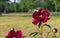 Bumblebees collect pollen on a red peony. Red peony with lots of bees