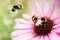 Bumblebees on the cone of a pink echinacea.