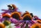 Bumblebees and Echinacea flowers