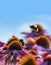 Bumblebees and Echinacea flowers
