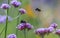 Bumblebees on flowers in the garden