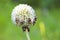 Bumblebees gathering pollen from a dandelion