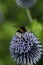 Bumblebees on a Globe Thistle