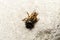 Bumblebees mating on a rock, view from above