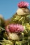 Bumblebees on milk thistle flowers