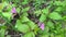 Bumblebees pollinate the flowering Rubus arcticus
