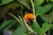 Bumblebees pollinate an orange ball tree flower, Buddleja globosa