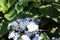 Bumblebees pollinating blue and white hydrangeas