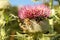 Bumblebees pollinating Milk Thistle