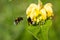 Bumblebees Seeking For Pollen In Phlomis Yellow Flowers