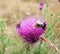 Bumblebees - thistle
