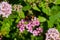 Bumblee bee pollinating flowers