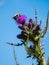 Bumblee on a carduus plant